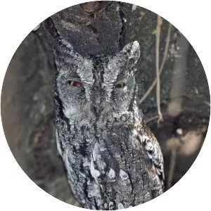 African scops owl