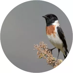African stonechat