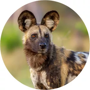 African wild dog