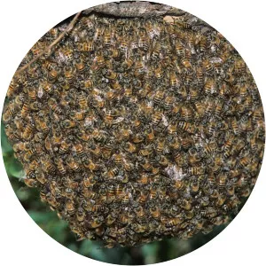 Africanized bee
