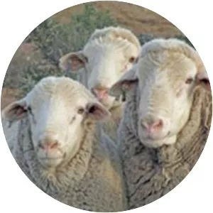 Afrino sheep