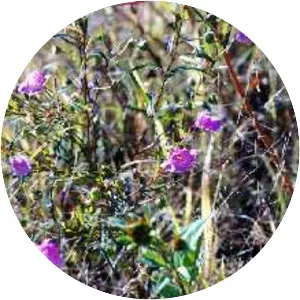 Agalinis tenuifolia