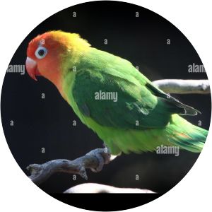 Agapornithinae - Birds