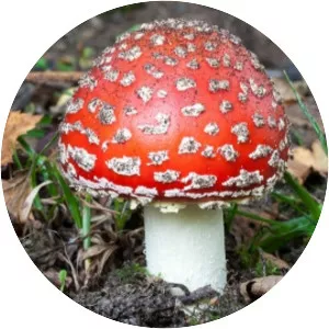 Agaric