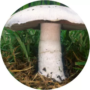Agaricus