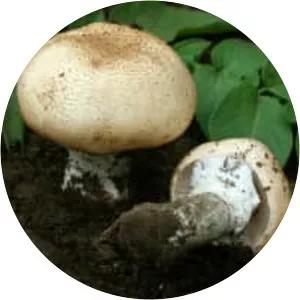 Agaricus subrufescens