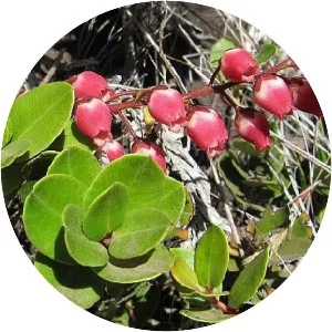 Agarista buxifolia - 
