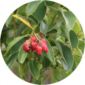 Agarista salicifolia - 