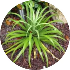 Agave bracteosa
