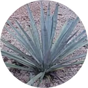 Agave tequilana
