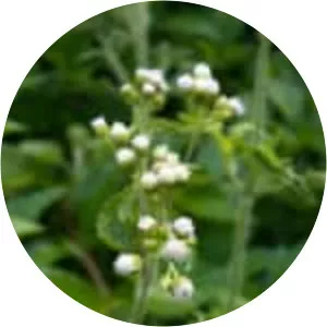 Ageratum conyzoides