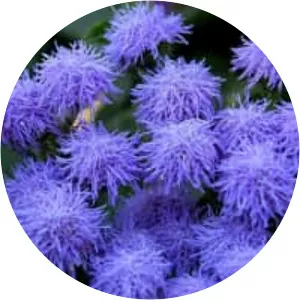 Ageratum