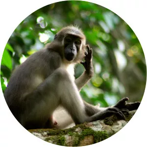 Agile mangabey