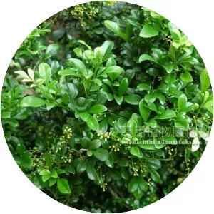 Aglaia odorata - Plants