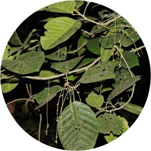 Aglaia simplicifolia