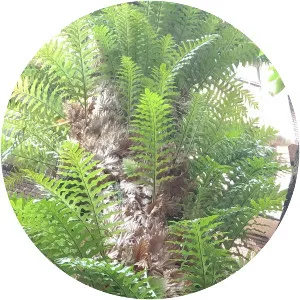 Aglaomorpha fortunei