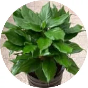Aglaonema modestum - 