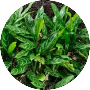 Aglaonema nitidum - 