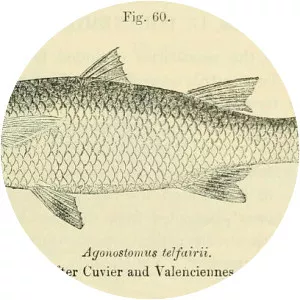 Agonostomus telfairii