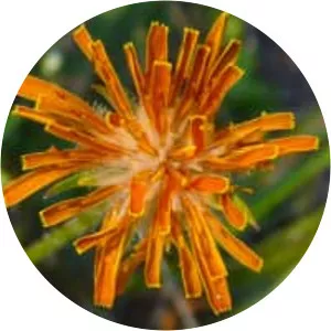 Agoseris aurantiaca