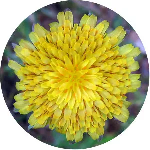 Agoseris grandiflora