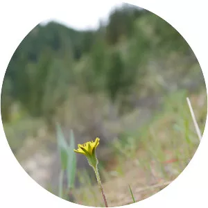 Agoseris heterophylla