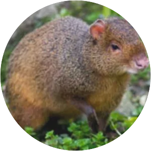 Agouti