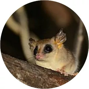 Agricola's gracile opossum