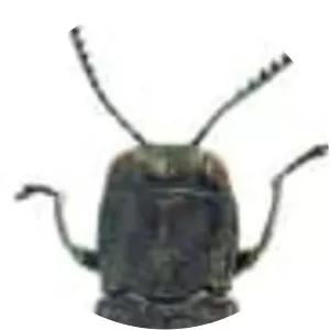 Agrilus