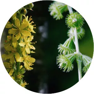 Agrimonia eupatoria - Plants