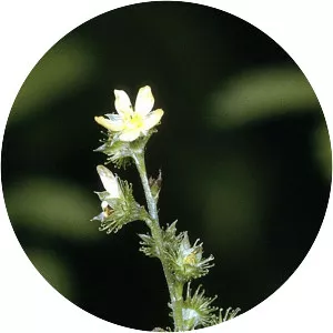 Agrimonia gryposepala - Plants