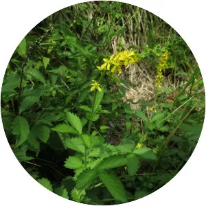 Agrimonia japonica - Plants