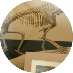Agriochoerus
