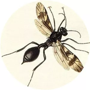 Agriotypinae