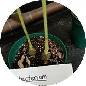 Agrobacterium tumefaciens