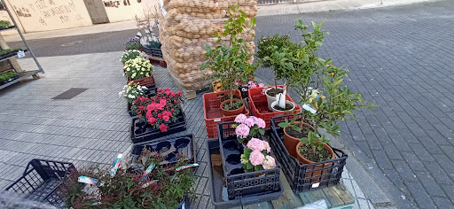 Agrolago - Orchard in San Martin del Rey Aurelio, Spain