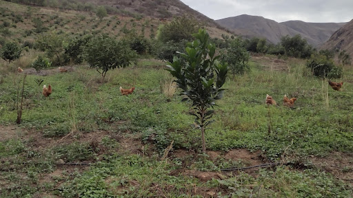 Agrolice - Agricultural production in Peru