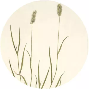 Agropyron - Plants