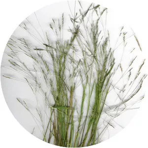 Agrostis avenacea