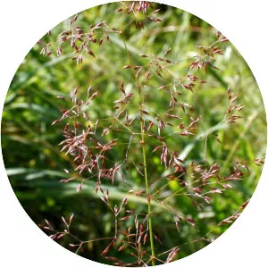 Agrostis capillaris