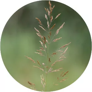 Agrostis gigantea