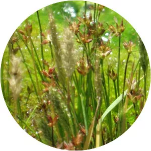 Agrostis hendersonii