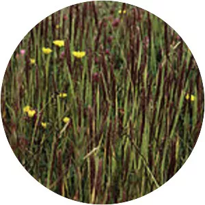 Agrostis microphylla