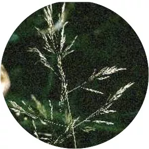 Agrostis stolonifera