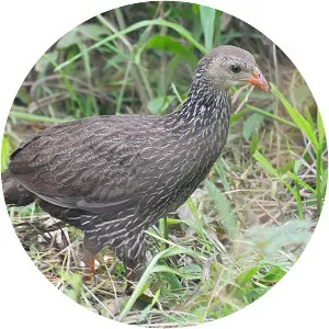 Ahanta francolin - Bird