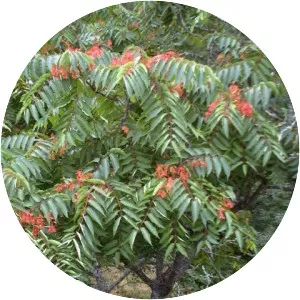 Ailanthus - Plants