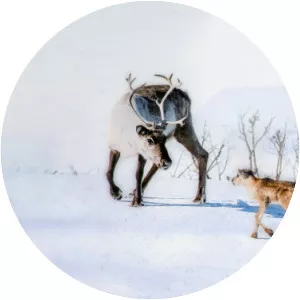 Ailo's Journey - The Amazing Odyssey of a Newborn Reindeer