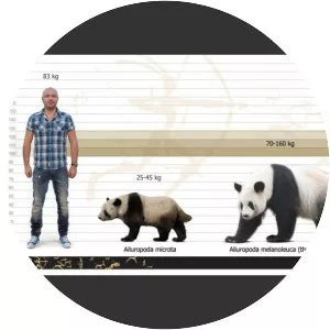 Ailuropoda microta - 