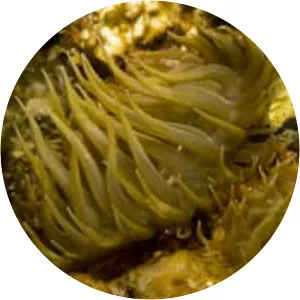 Aiptasia diaphana - Animal