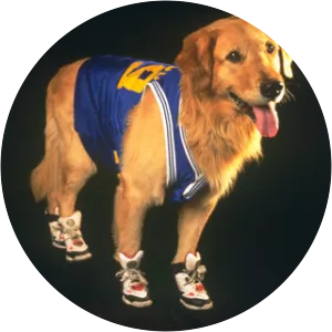 Air Buddy